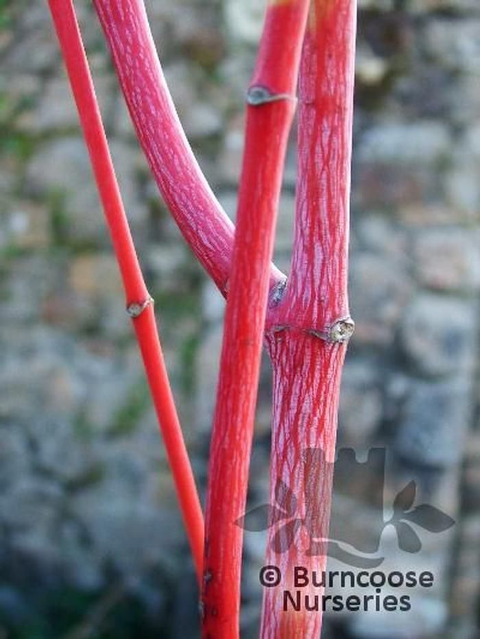 ACER pensylvanicum 'Erythrocladum' 