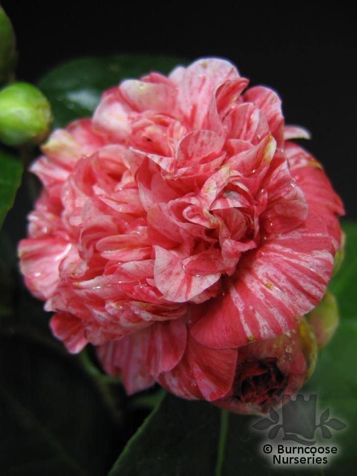 CAMELLIA 'Little Bit'  