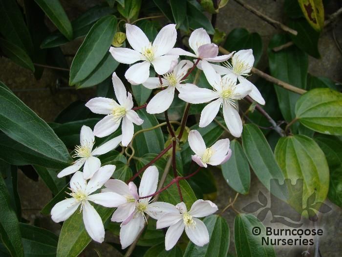 Clematis Armandii From Burncoose Nurseries