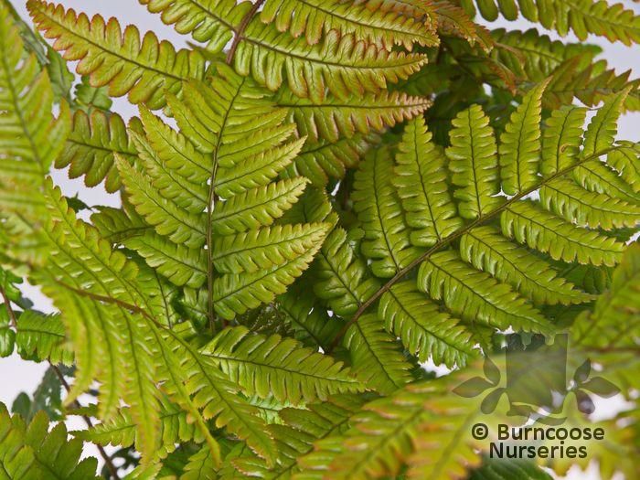 Hardy Fern Dryopteris Cycadina Plant Large 40-50cm Supplied in a 5 Litre Pot 