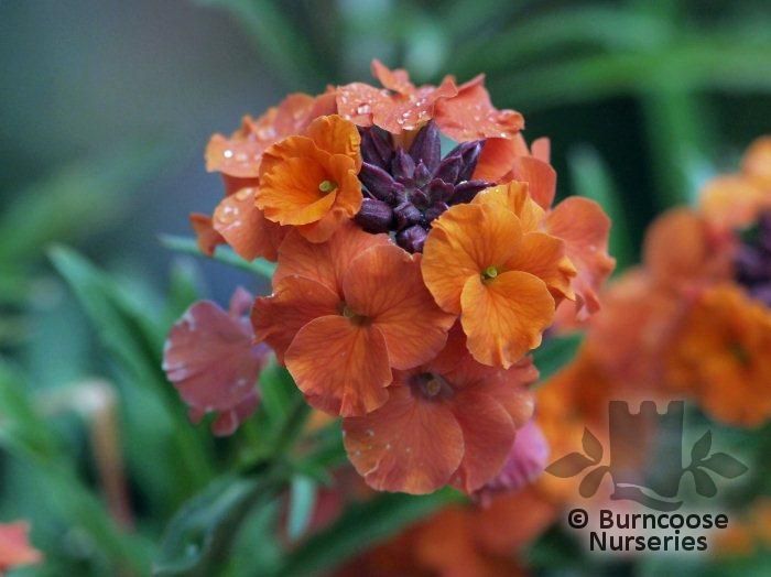 ERYSIMUM 'Apricot Twist'  