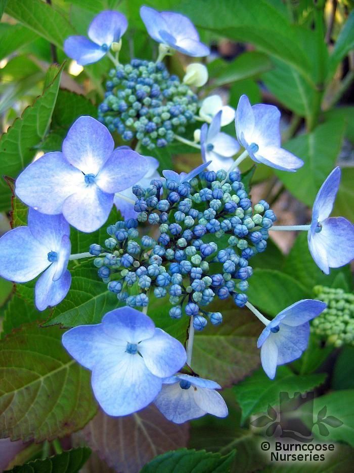 Image of Hydrangea blue wave flower