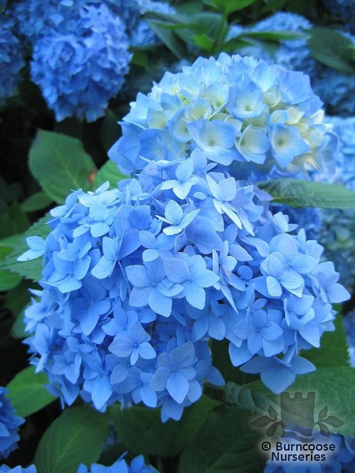 Hydrangea 39;Nikko Blue39; from Burncoose Nurseries