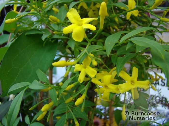 Jasminum humile httpswwwburncoosecouksiteimgproductslarg