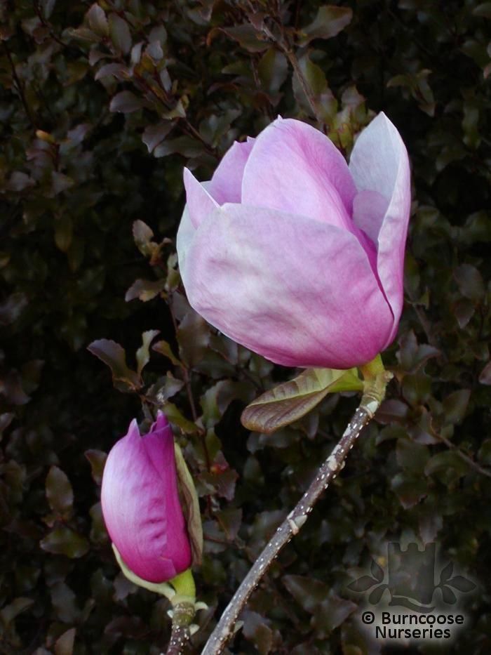 MAGNOLIA 'Advance'  