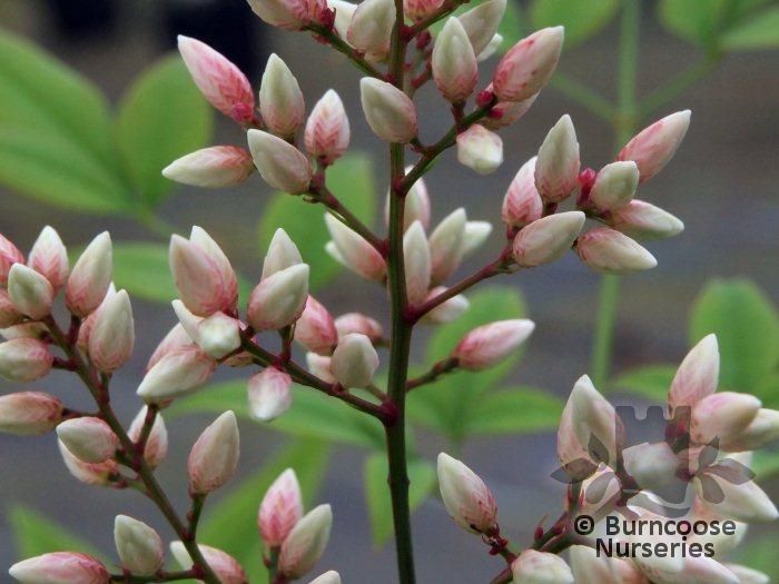 NANDINA domestica 'Richmond' 