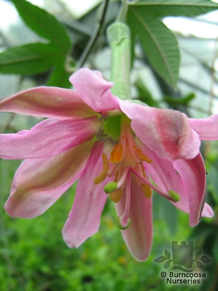 PASSIFLORA mollissima  