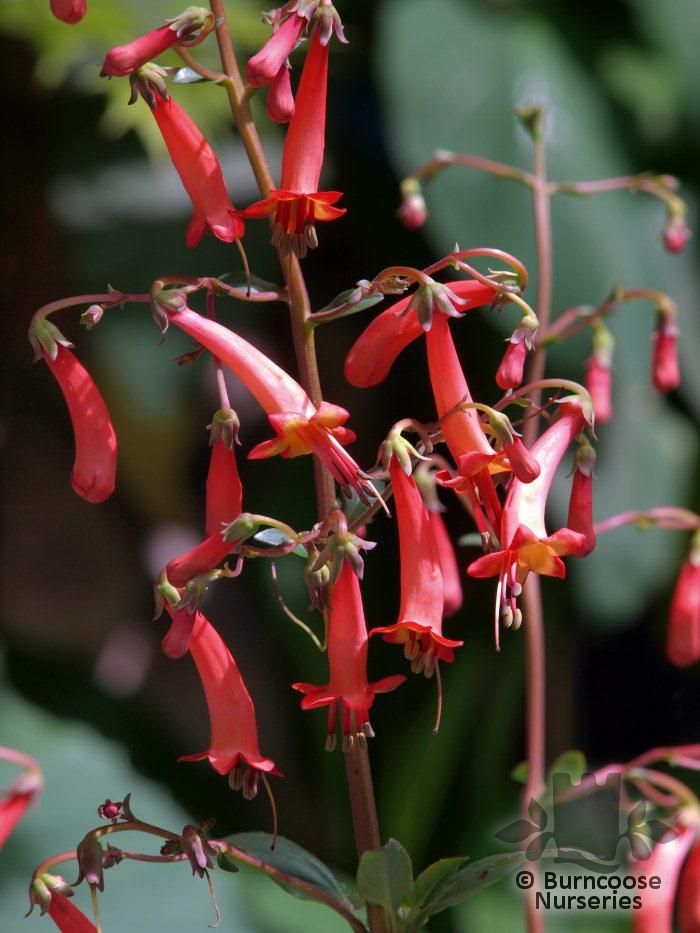 Phygelius X Rectus 'Salmon Leap' from Burncoose Nurseries