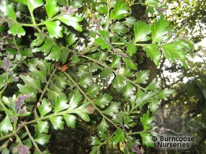 PHYLLOCLADUS trichomanoides  