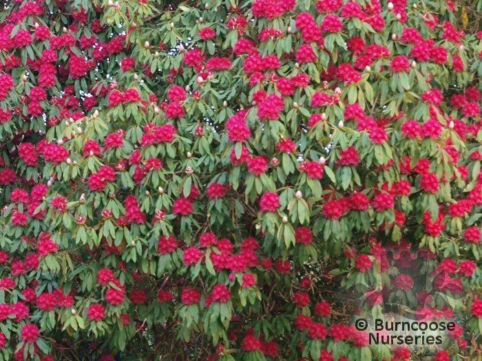 What Is Cornish Red Rhododendron? – MXQD