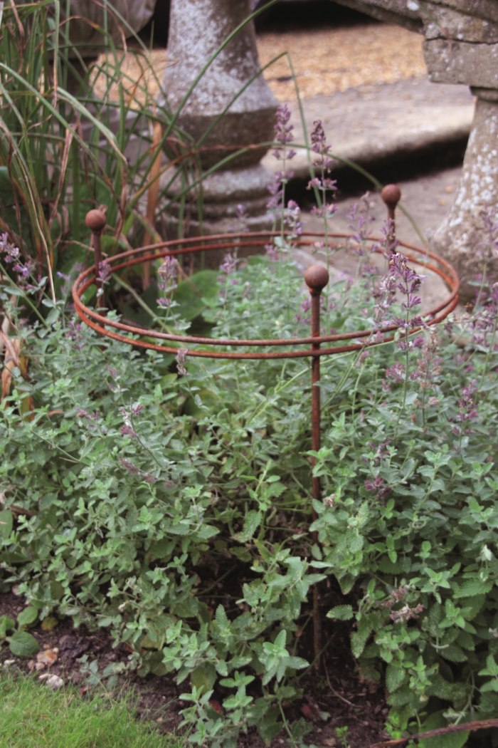  Short circular wire plant support Burncoose Nurseries plants by