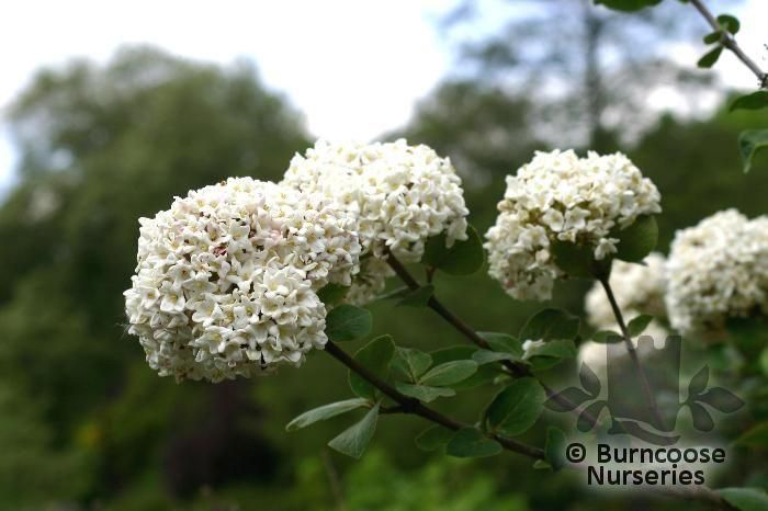 VIBURNUM carlesii  