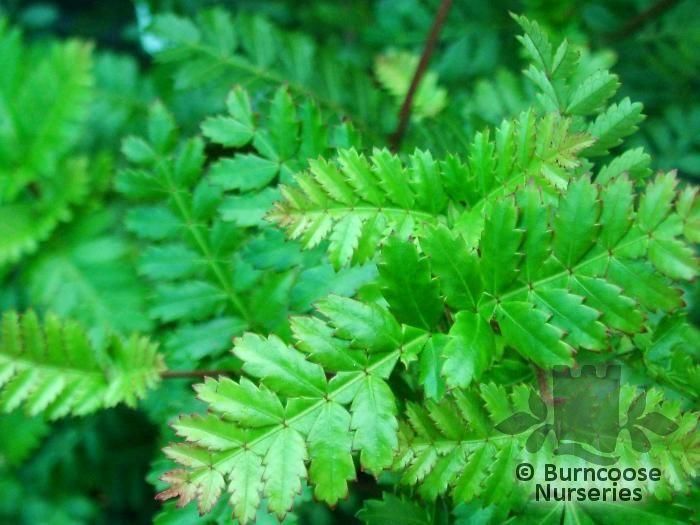 WEINMANNIA trichosperma  