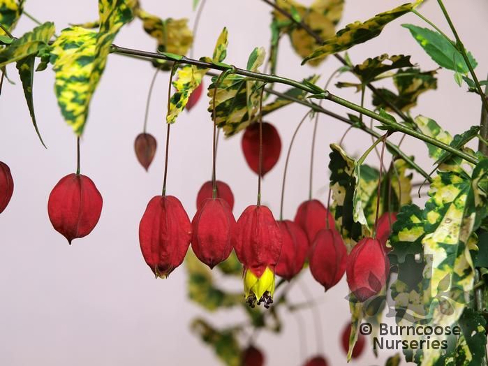 Abutilon Megapotamicum 'Variegatum' from Burncoose Nurseries