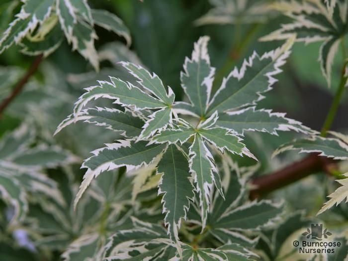 ACER palmatum 'Butterfly' 