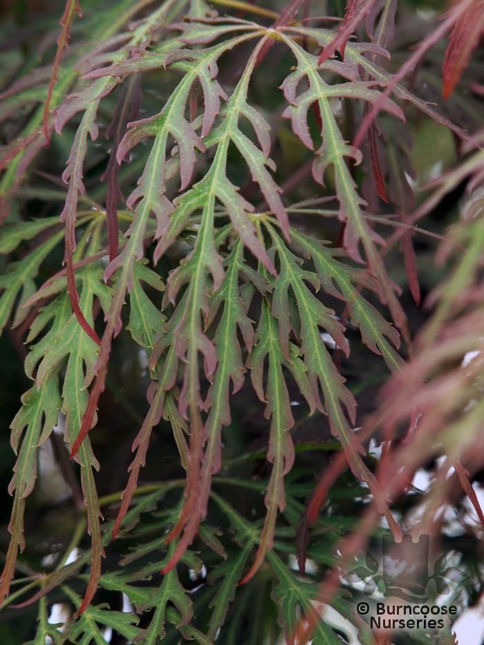 ACER palmatum dissectum 'Crimson Princess'