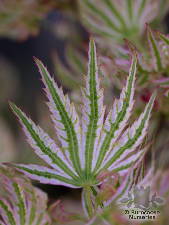 ACER palmatum 'Higasayama' 