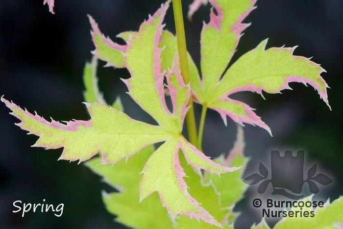 ACER palmatum 'Metamorphosa' 