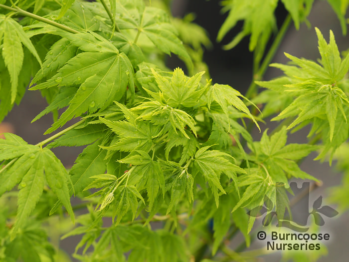 ACER palmatum 'Shidava Gold' 