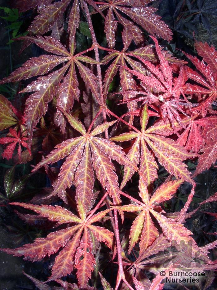 ACER palmatum 'Sumi-nagashi' 