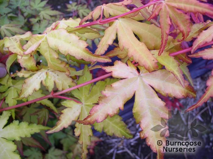 ACER palmatum 'Ueno Yama' 