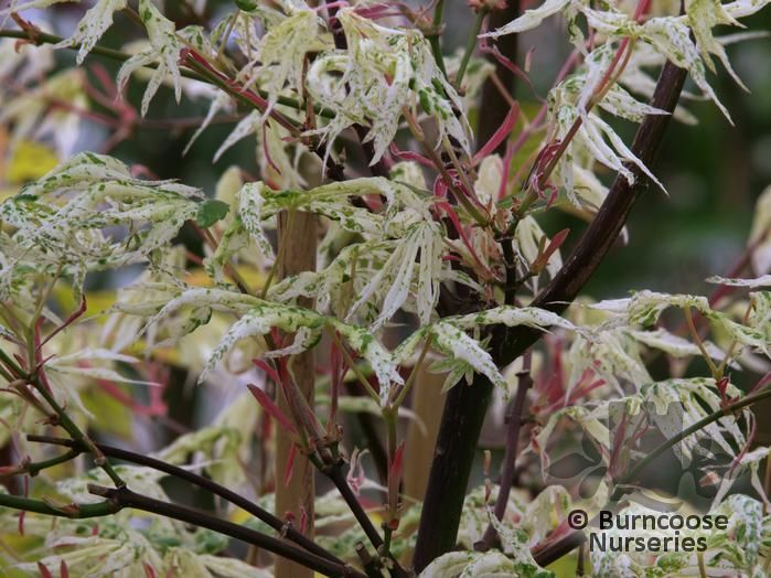 Acer Palmatum 'Ukigumo' from Burncoose Nurseries