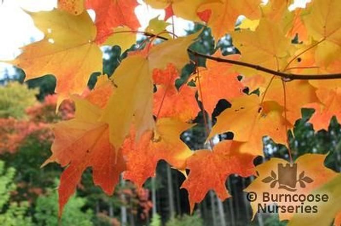 Tree Seeds Sugar Maple Northern Showy Fall Color, Hardy Acer saccharum
