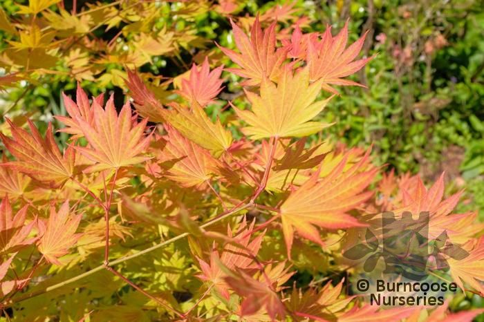 ACER shirasawanum 'Moonrise' 