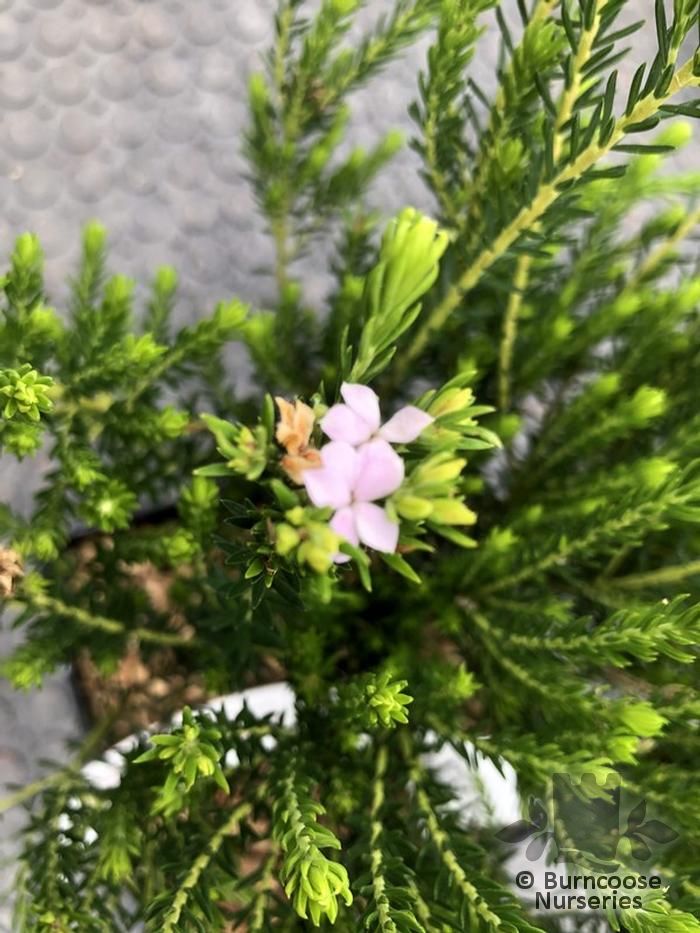 ACMADENIA alternifolia  