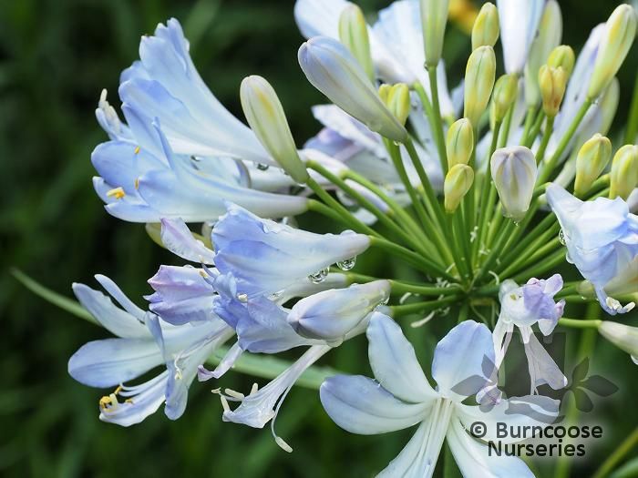 AGAPANTHUS 'Queen Mum'  