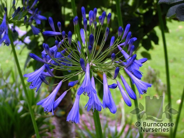 Agapanthus Umbellatus 'Blue Giant' from Burncoose Nurseries