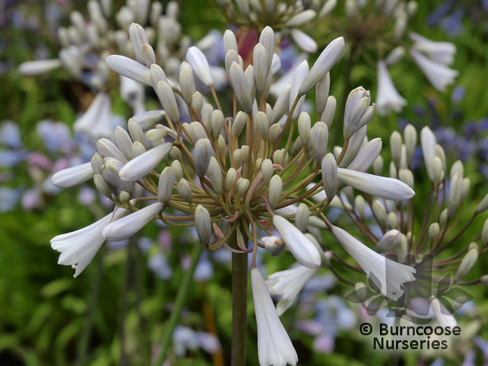  Agapanthus ‘Windsor Grey’ [new for 2018] 