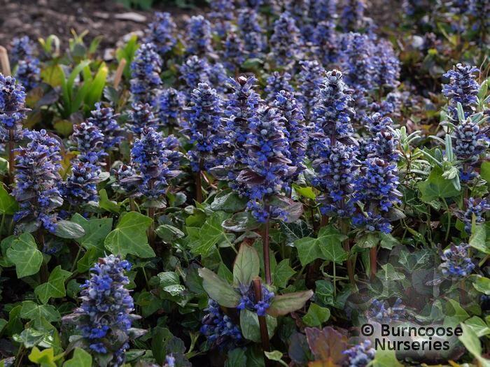Ajuga from Burncoose Nurseries