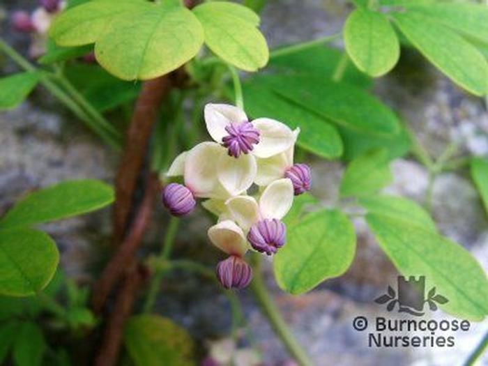 Akebia Quinata 'Alba' from Burncoose Nurseries