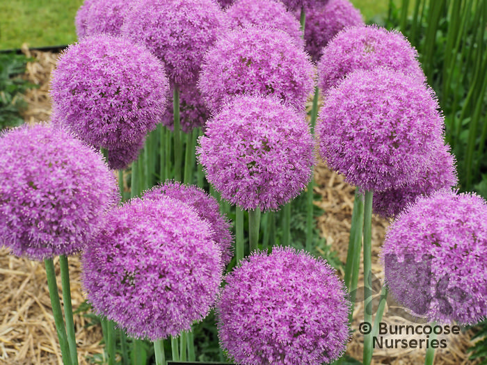 Allium Giganteum from Burncoose Nurseries