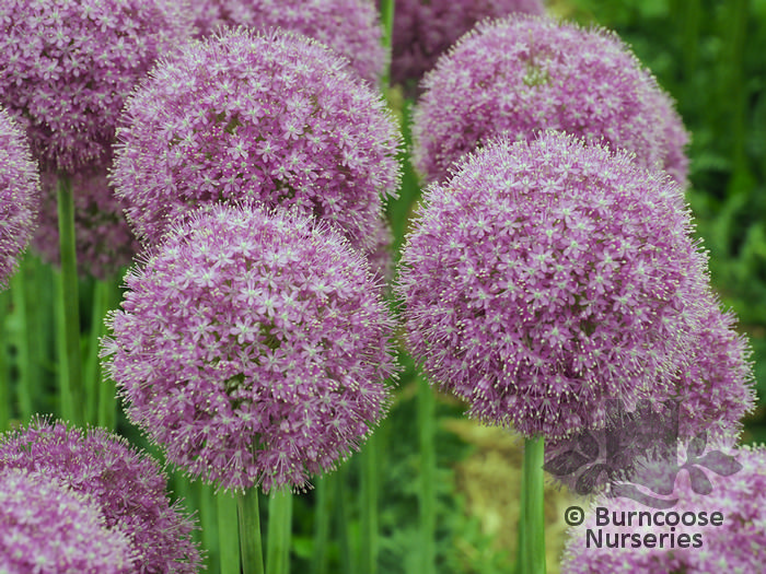 ALLIUM   