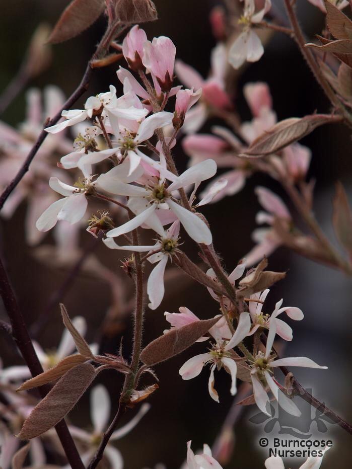 Amelanchier X Grandiflora Robin Hill From Burncoose Nurseries