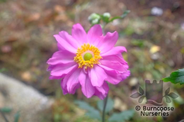 ANEMONE hupehensis 'Bressingham Glow' 