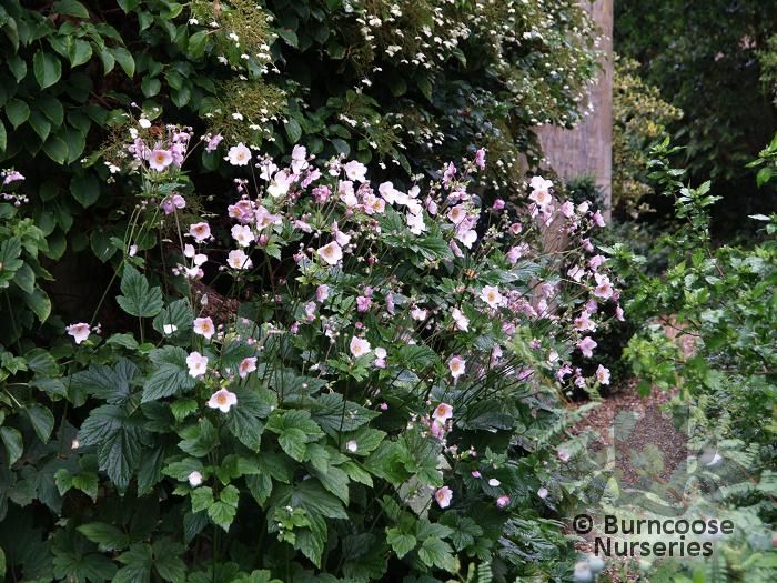 Anemone Hupehensis 'September Charm' from Burncoose Nurseries