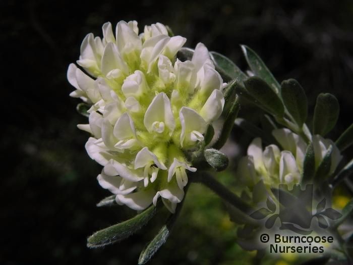 ANTHYLLIS barba-jovis  