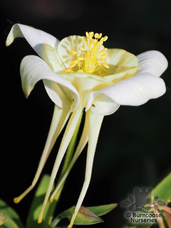 AQUILEGIA 'Silver Queen'  