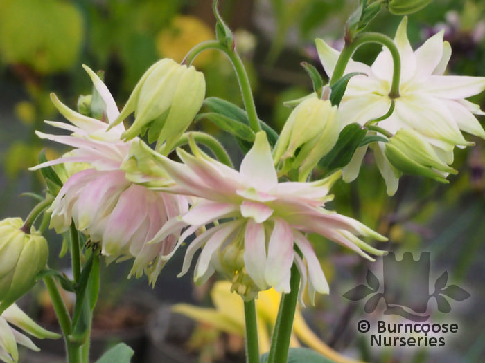 AQUILEGIA vulgaris 'Greenapples' 