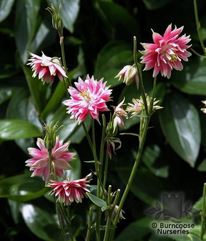 AQUILEGIA vulgaris 'Nora Barlow' AQUILEGIA vulgaris 'Nora Barlow'