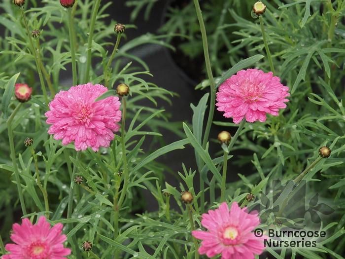 Argyranthemum Frutescens 'Raspberry Ruffles' from Burncoose Nurseries