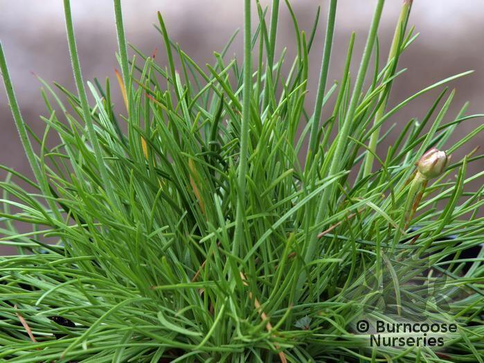 Splendens Armeria Maritima 'Splendens' from Burncoose Nurseries