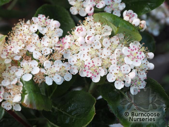 ARONIA arbutifolia 'Brilliant' 