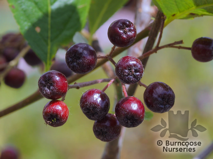 ARONIA x prunifolia 'Nero' 