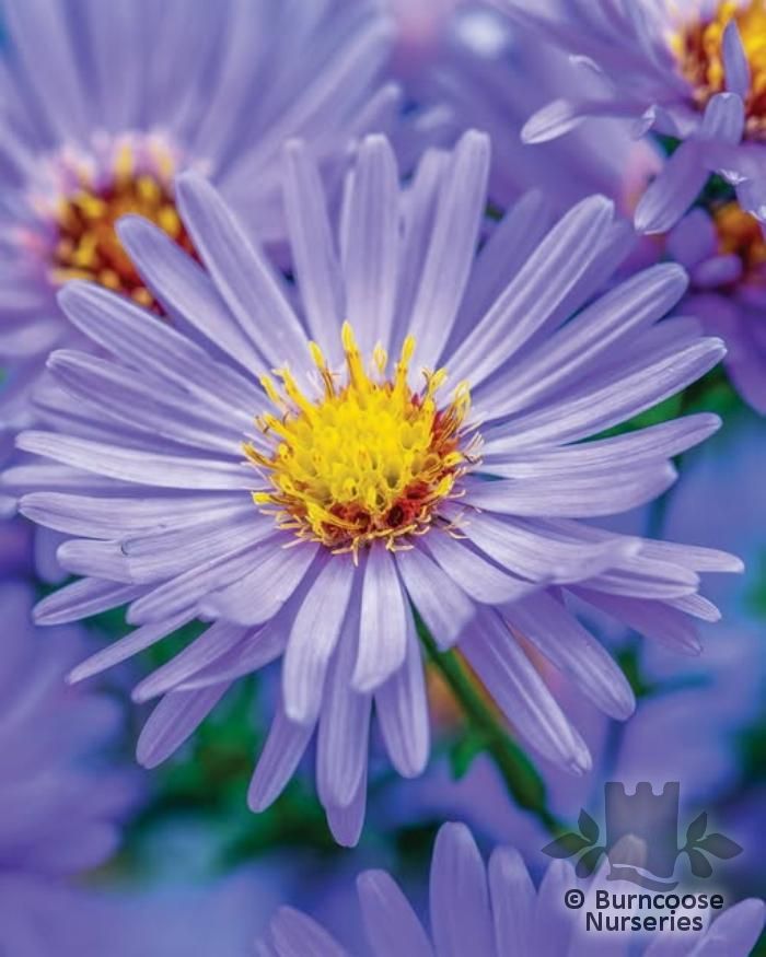 ASTER 'Eventide'   