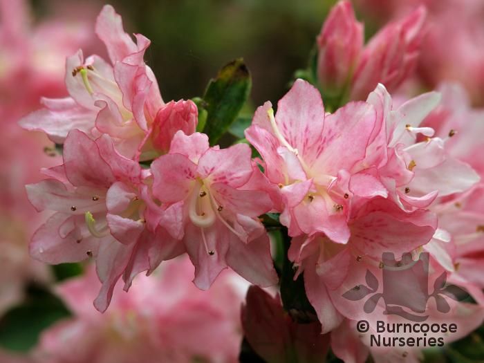 AZALEA - EVERGREEN 'Azuma-kagami'  