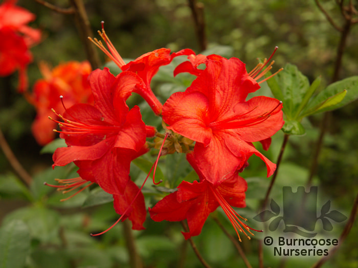 AZALEA - DECIDUOUS 'Royal Command'  
